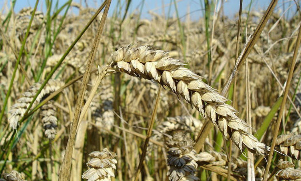 IMAGE DU JOUR: Épi de blé