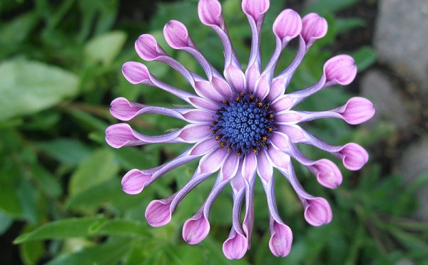 L'IMAGE DU JOUR: Marguerite