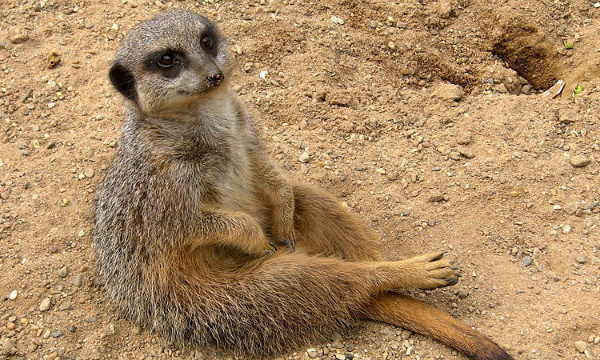 L'IMAGE DU JOUR: Suricate