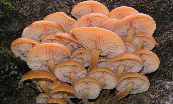 L'IMAGE DU JOUR: Champignons enoki