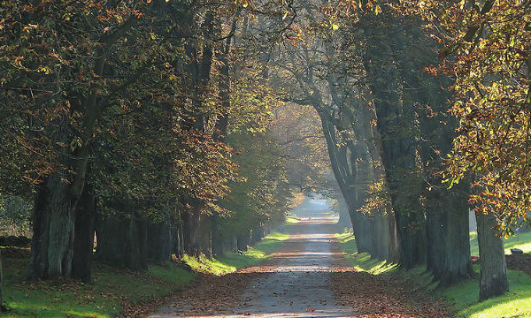 L'IMAGE DU JOUR: Marronniers à Putbus