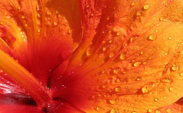 L'IMAGE DU JOUR: Hibiscus
