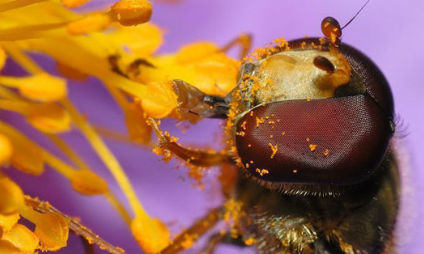 L'IMAGE DU JOUR: Syrphe ceinturé