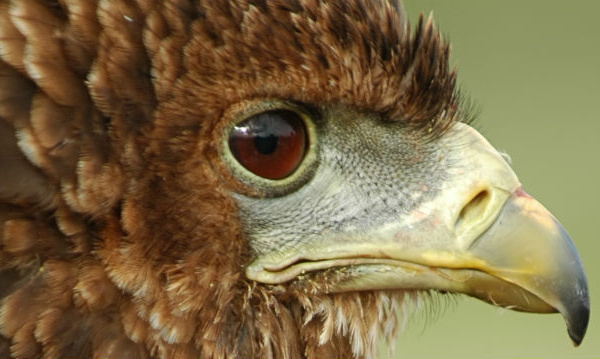 IMAGE DU JOUR: Aigle de Gambie