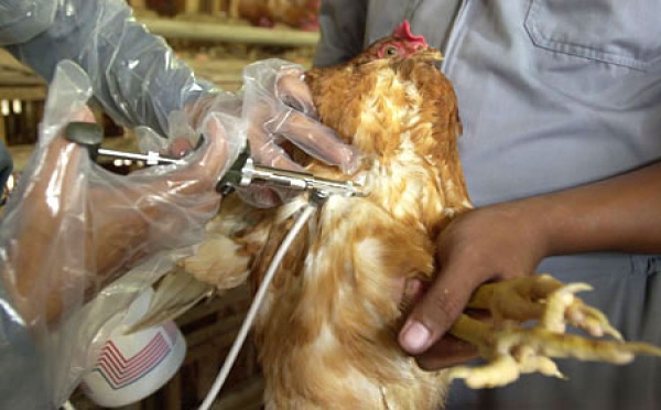 Maladies animales et économie mondiale