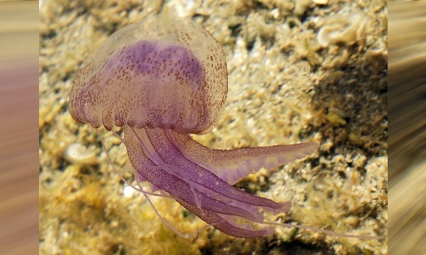 IMAGE DU JOUR: Pélagie