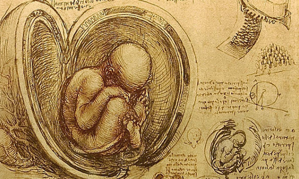 L'IMAGE DU JOUR: Le placenta vu par Leonardo da Vinci