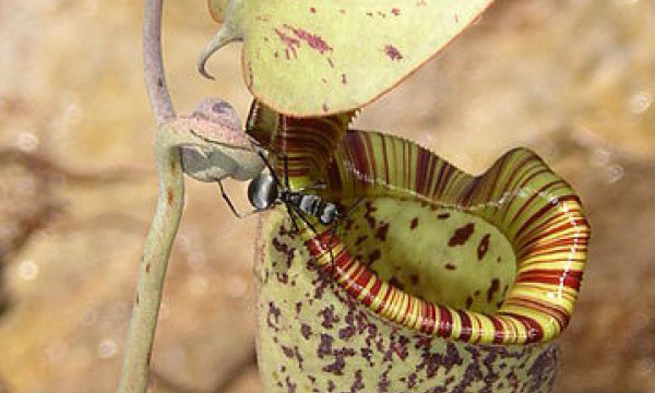 L'IMAGE DU JOUR: Fourmi sur plante carnivore