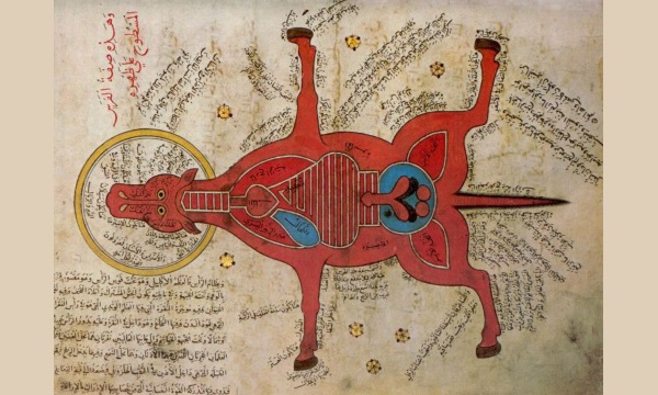 L'IMAGE DU JOUR: Anatomie d'un cheval