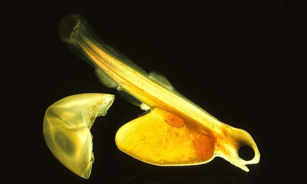 L'IMAGE DU JOUR: Alevin de saumon