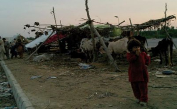 Les inondations au Pakistan n'ont pas touché que les hommes, mais également les animaux
