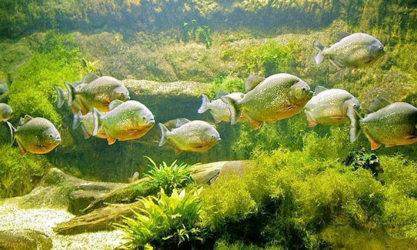 IMAGE DU JOUR: Piranhas