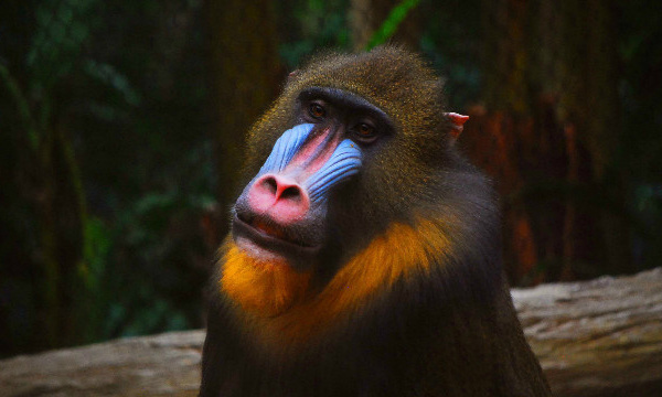 L'IMAGE DU JOUR: Singe mandrill