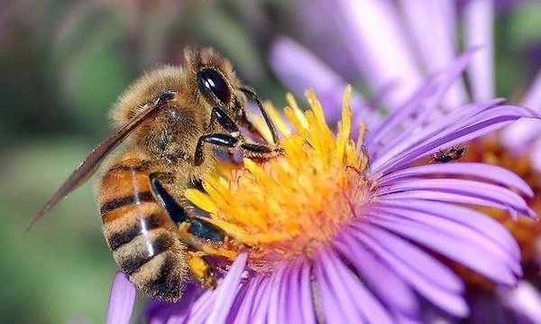 IMAGE DU JOUR: Abeille européenne