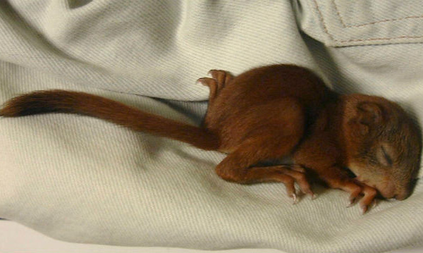 IMAGE DU JOUR: Bébé écureuil