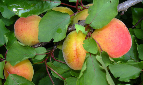 IMAGE DU JOUR: Abricot