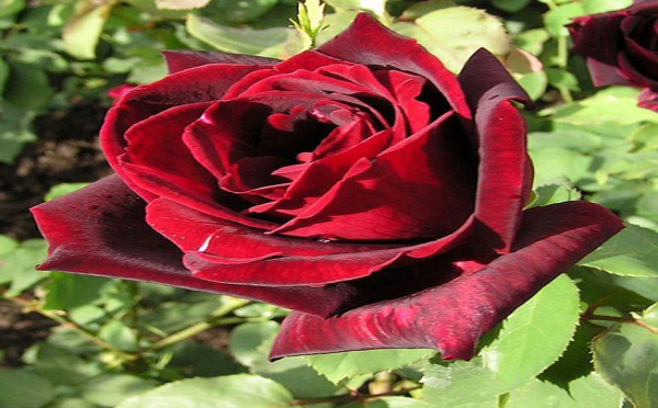 L'IMAGE DU JOUR: Rose Papa Meilland