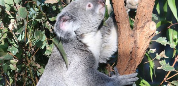 Le sanctuaire pour koalas