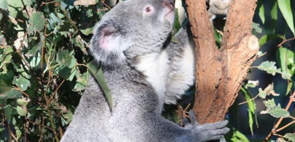 Le sanctuaire pour koalas