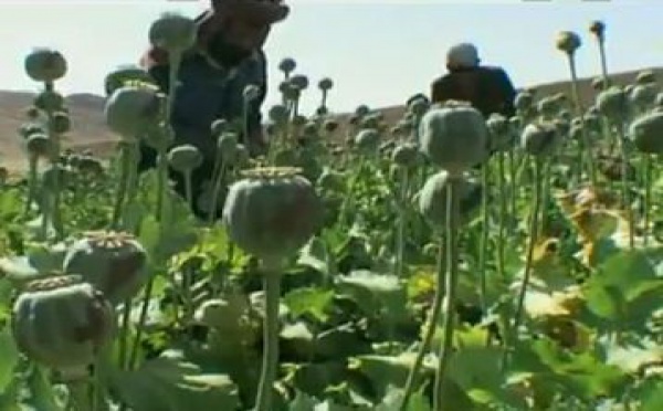 CHUTE DE LA PRODUCTION D'OPIUM, SELON L'ONUDC EN AFGHANISTAN