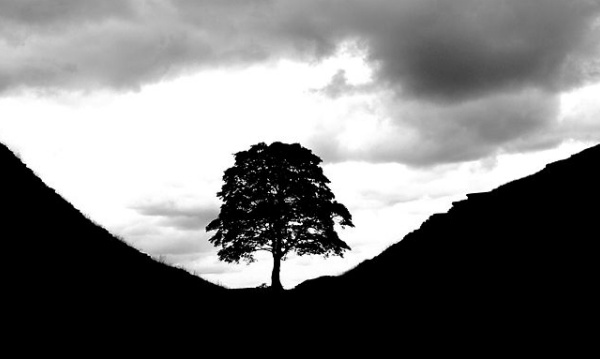 L'IMAGE DU JOUR: L'arbre de Robin des bois