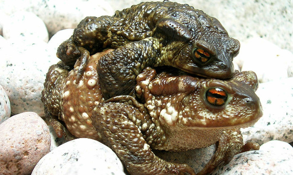 L'IMAGE DU JOUR: Crapaud