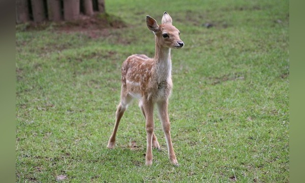 L'IMAGE DU JOUR: Faon