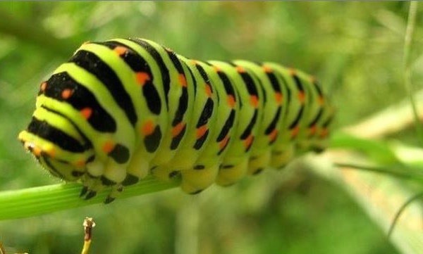 IMAGE DU JOUR: Chenille