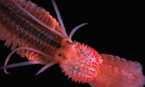 L'IMAGE DU JOUR: Ver annélide