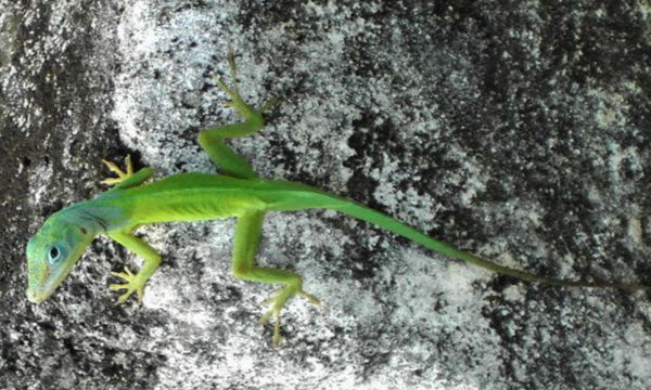 L'IMAGE DU JOUR: Lézard de Guadeloupe