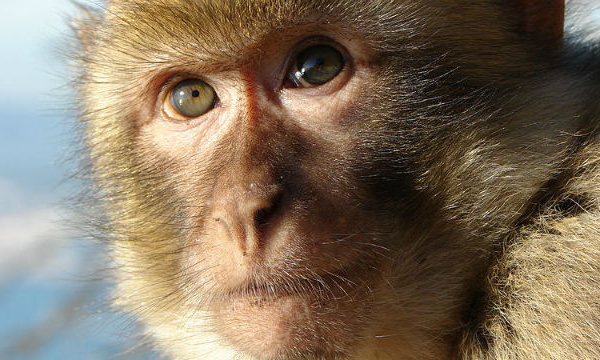 L'IMAGE DU JOUR: Face de magot