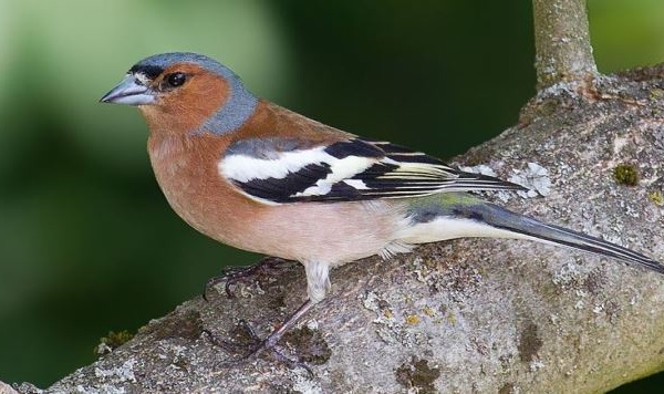 L'IMAGE DU JOUR: Pinson