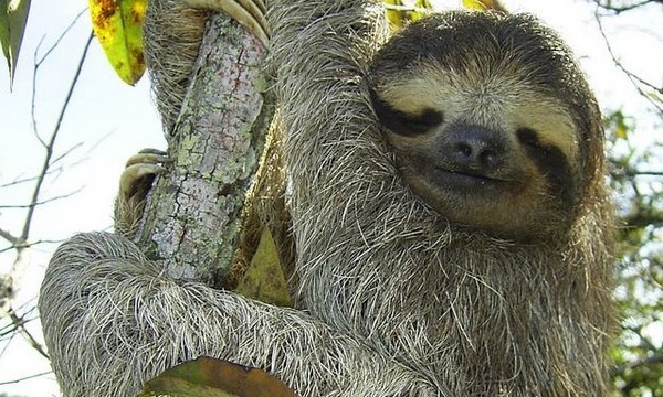 IMAGE DU JOUR: Paresseux