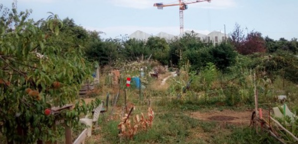 A Dijon, des potagers collectifs résistent aux grues
