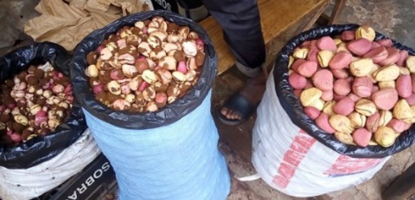 Le rôle du cola dans la communauté guinéenne