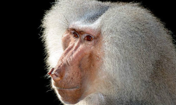 L'IMAGE DU JOUR: Babouin