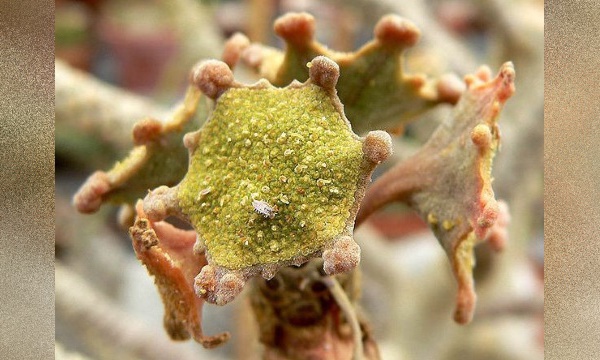 L'IMAGE DU JOUR: Dorstenia gigas