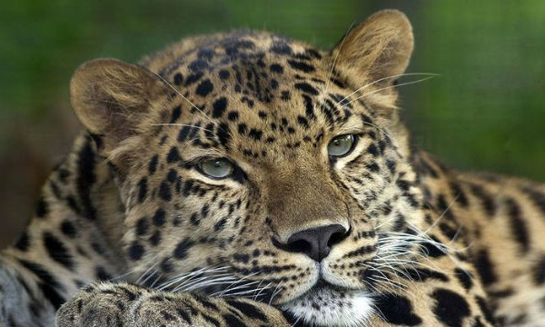 IMAGE DU JOUR: Panthère de l’Amour