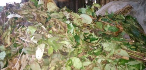 Quand les plantes sauvent des vies