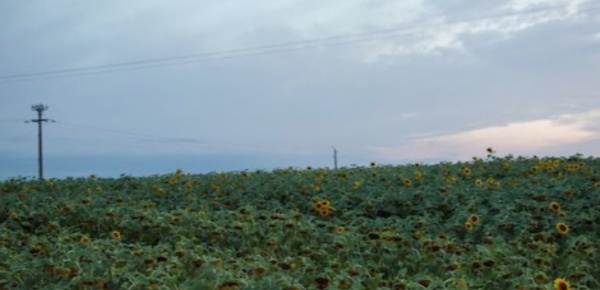 Face à l'urgence climatique, ils portent plainte contre les États