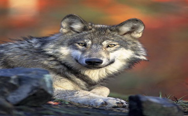 L'IMAGE DU JOUR: Loup