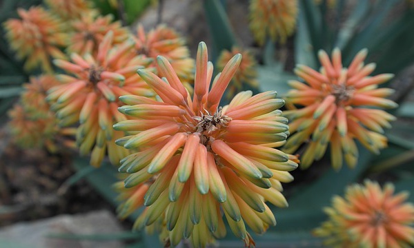 IMAGE DU JOUR: Aloe vera