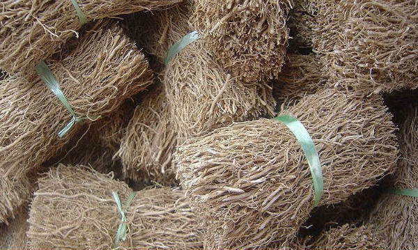 IMAGE DU JOUR: Vétiver