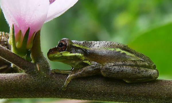 IMAGE DU JOUR: Grenouille des arbres