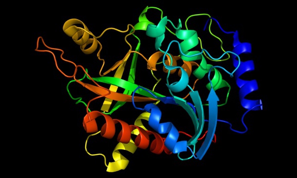 L'IMAGE DU JOUR: Enzyme PNP