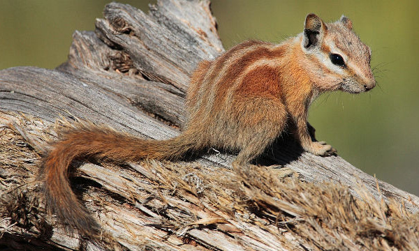 L'IMAGE DU JOUR: Tamia