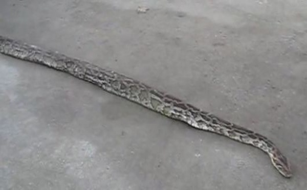 Faits divers: Un python a été trouvé près de Nantes