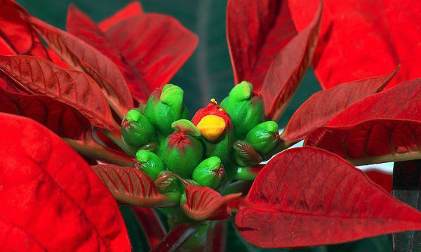 L'IMAGE DU JOUR: Étoile de Noël