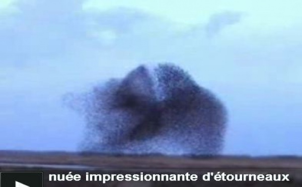 La vidéo du jour: Nuée d'étourneaux