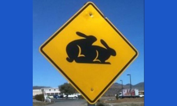 L'IMAGE DU JOUR: Lapins